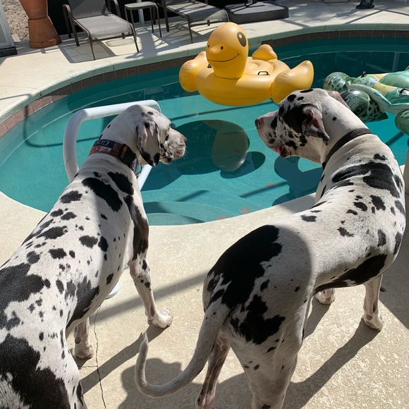 Meet your Posher, Denise - Picture 5 of 16